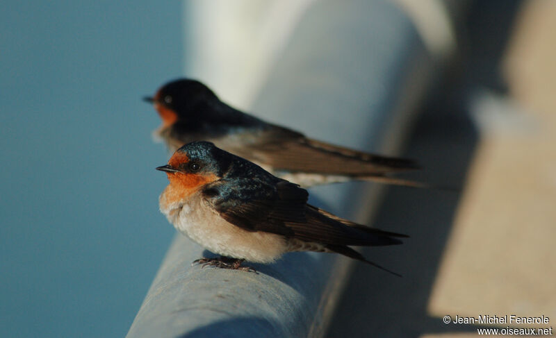 Welcome Swallow