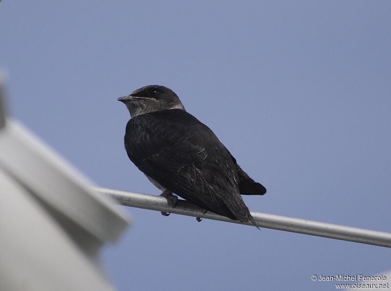 Purple Martin