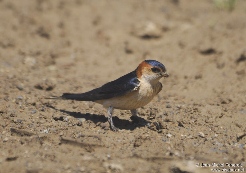 Red-rumped Swallow