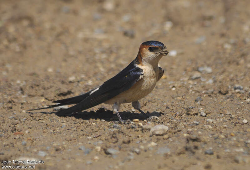 Hirondelle rousseline