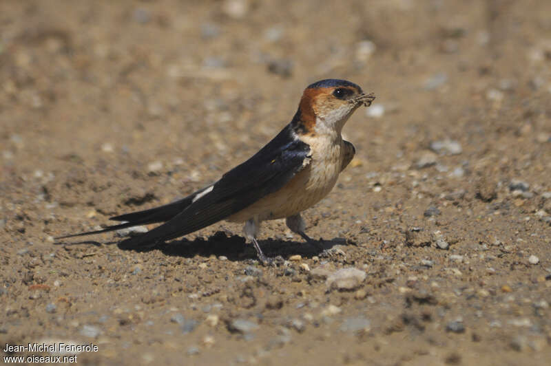 Hirondelle rousselineadulte, identification, Nidification