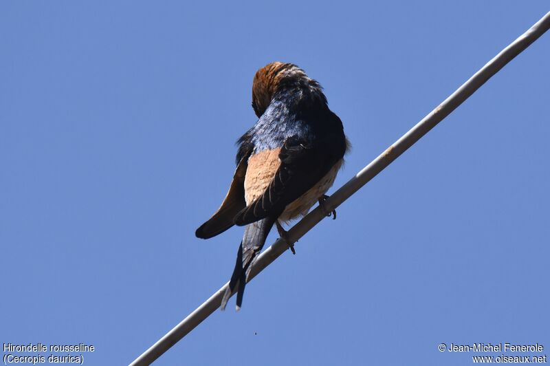 Red-rumped Swallow