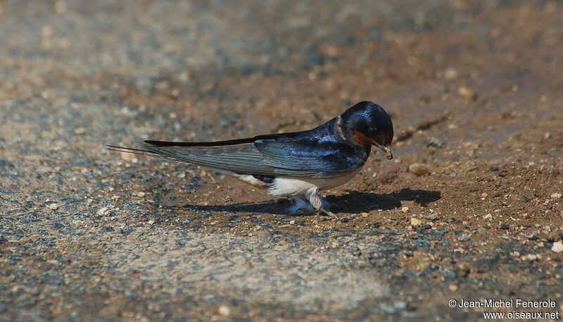 Barn Swallow