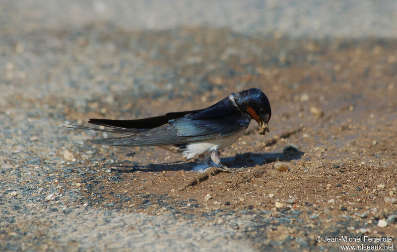 Barn Swallow