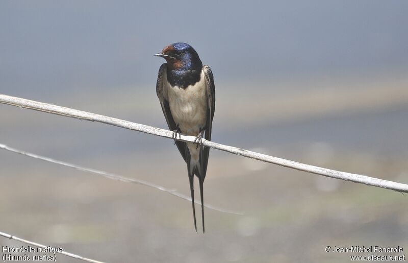 Barn Swallow