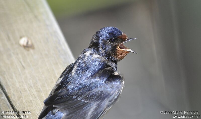 Barn Swallow