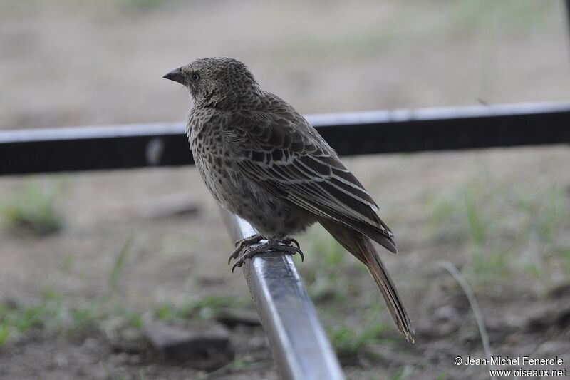 Rufous-tailed Weaver