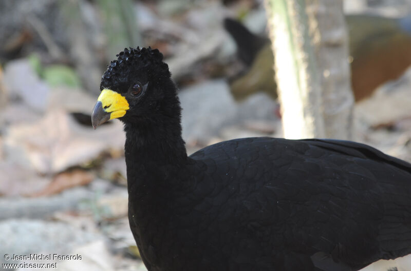 Bare-faced Curassow male adult