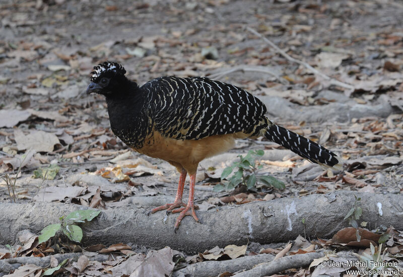 Bare-faced Curassow female adult