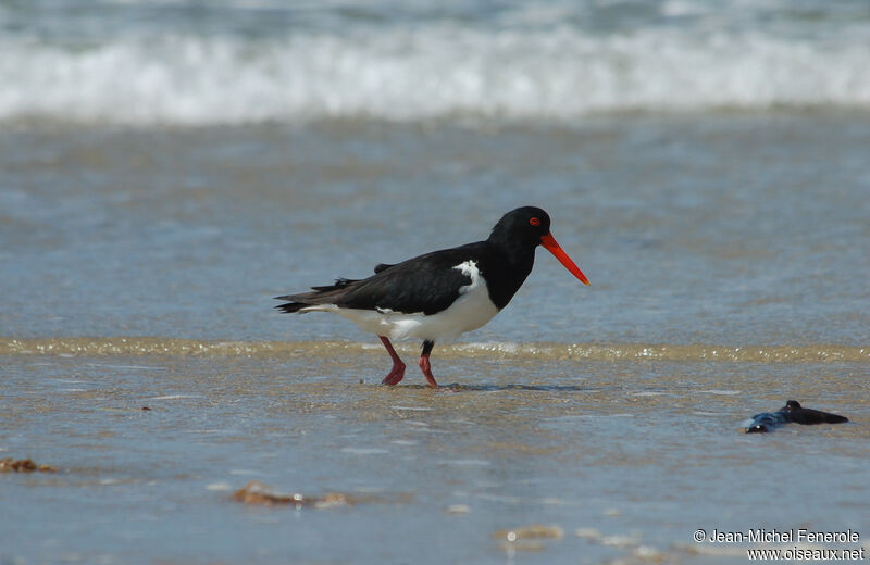 Pied Oystercatcher