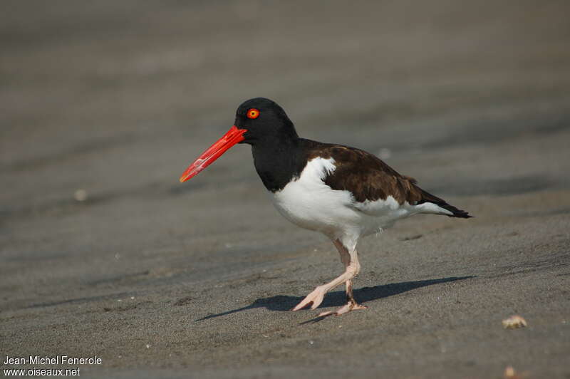 American Oystercatcheradult, walking