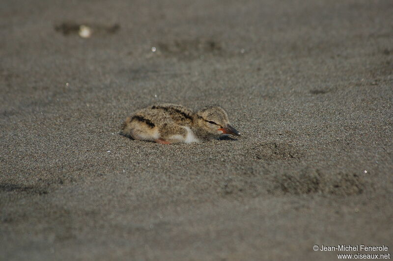 American Oystercatcherjuvenile