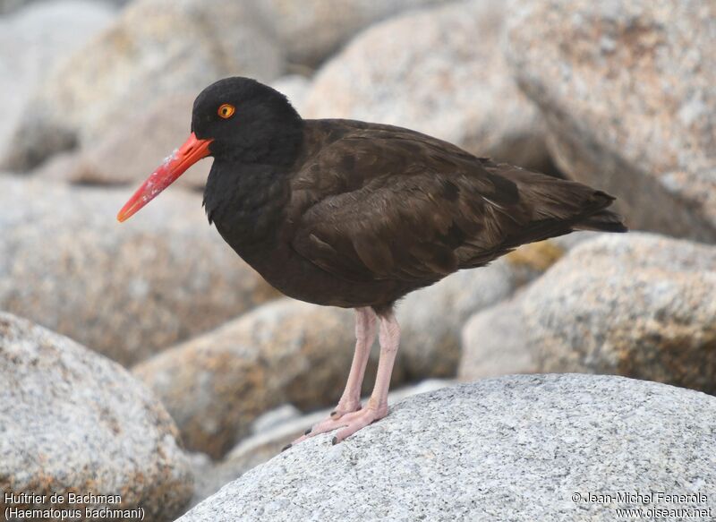 Black Oystercatcher