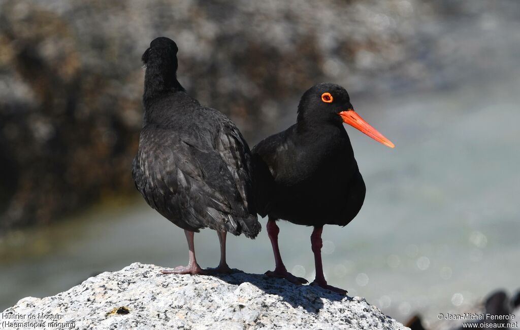 African Oystercatcher