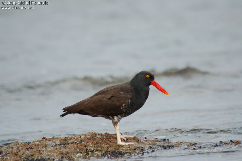 Blackish Oystercatcher