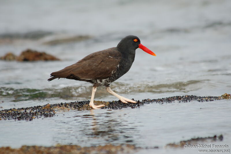 Blackish Oystercatcher