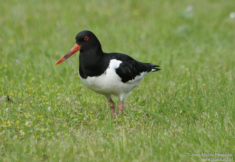 Eurasian Oystercatcher