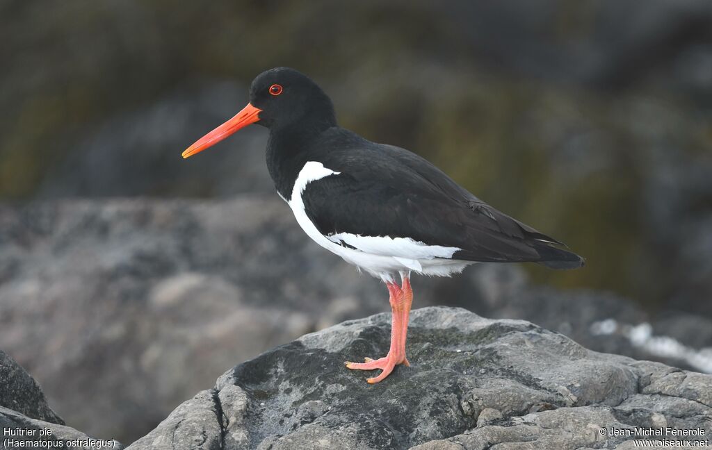 Eurasian Oystercatcher