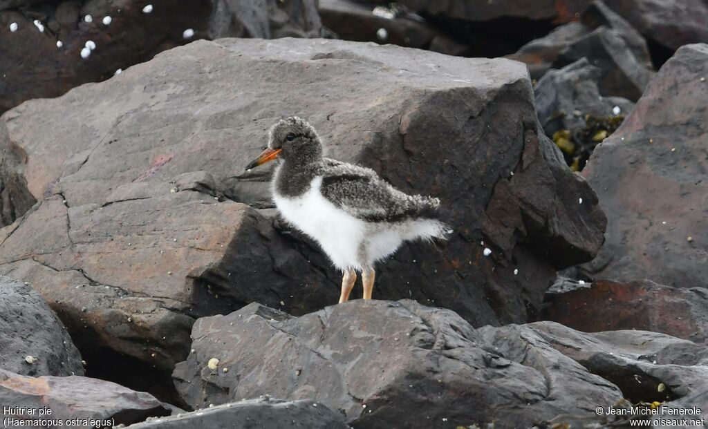 Eurasian OystercatcherPoussin