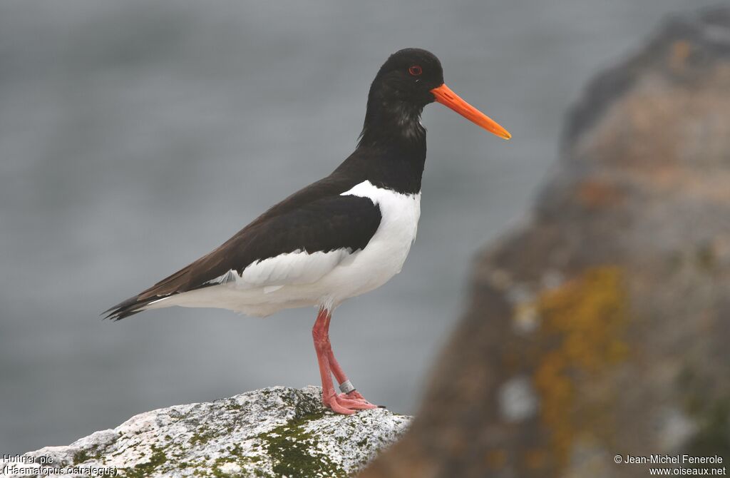 Eurasian Oystercatcher