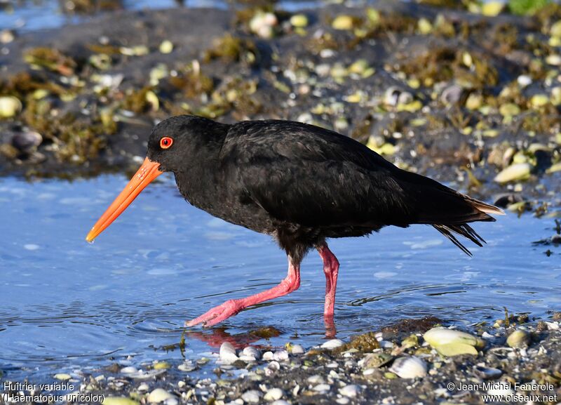 Variable Oystercatcher