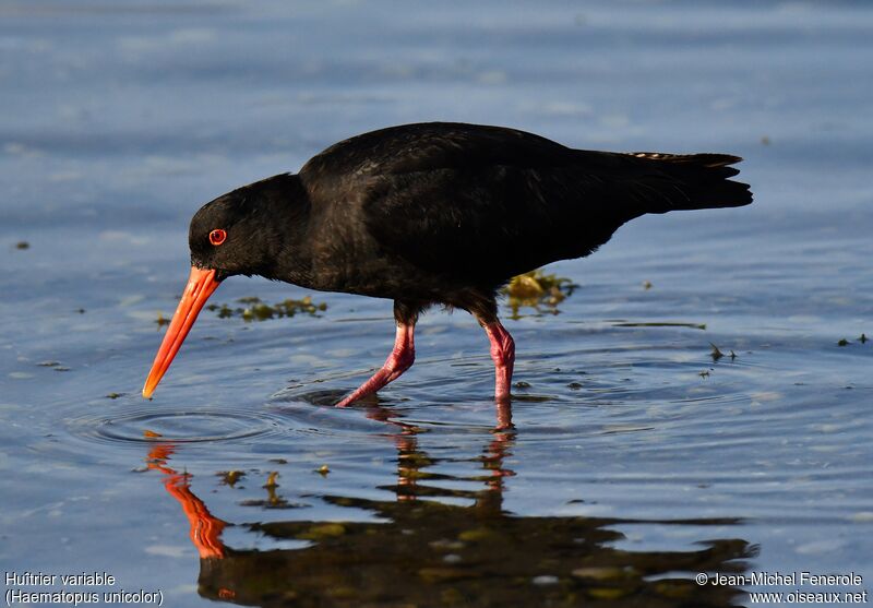 Variable Oystercatcher