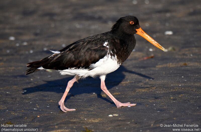 Variable Oystercatcher