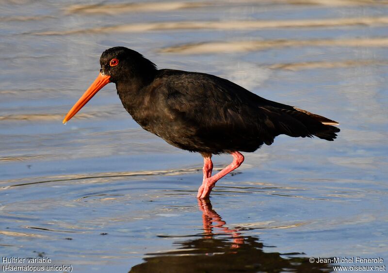 Variable Oystercatcher