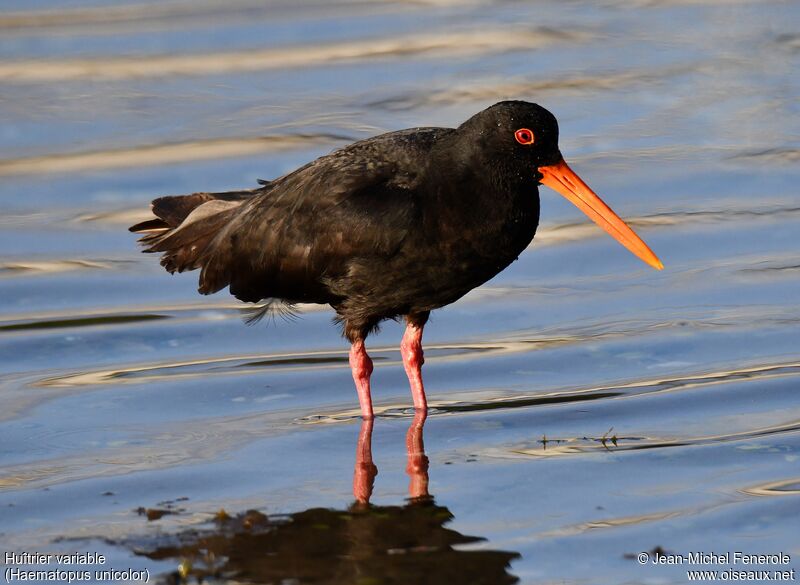 Variable Oystercatcher