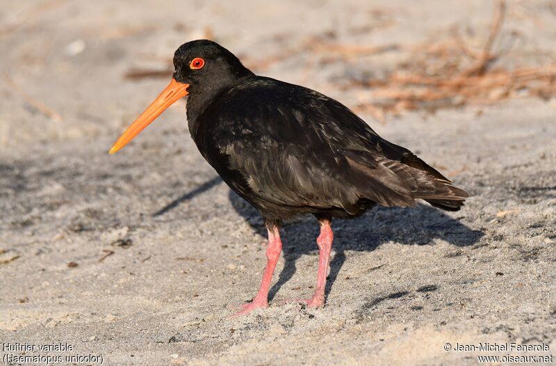 Variable Oystercatcher