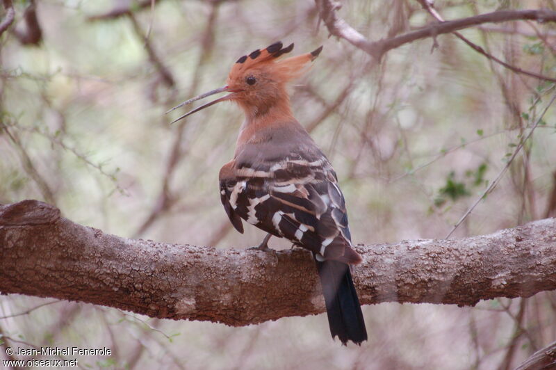 Huppe de Madagascaradulte, identification