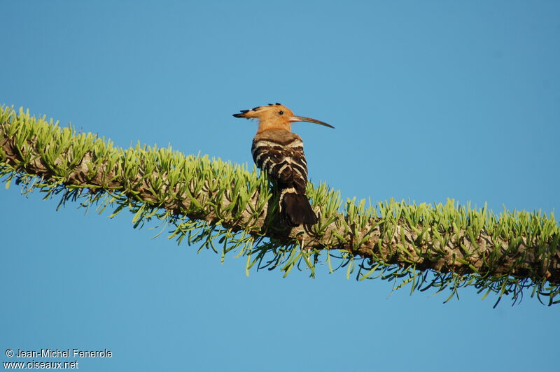 Madagascar Hoopoe