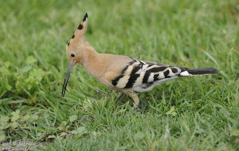 Eurasian Hoopoeadult, fishing/hunting