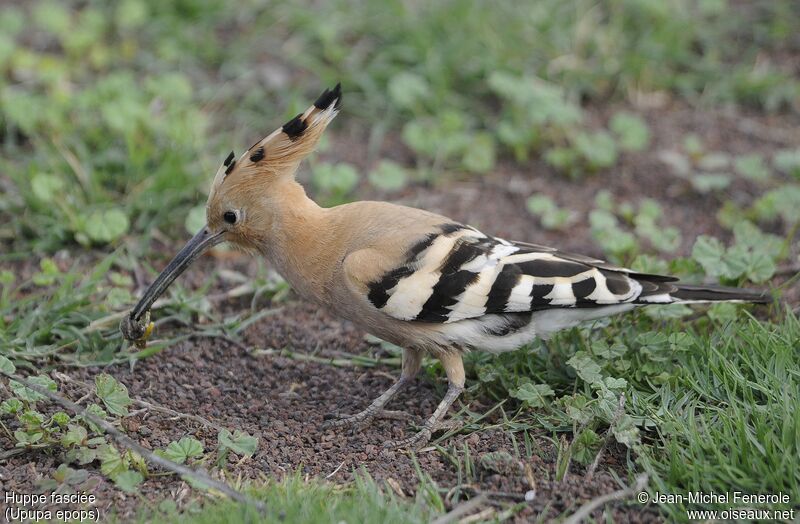 Eurasian Hoopoe