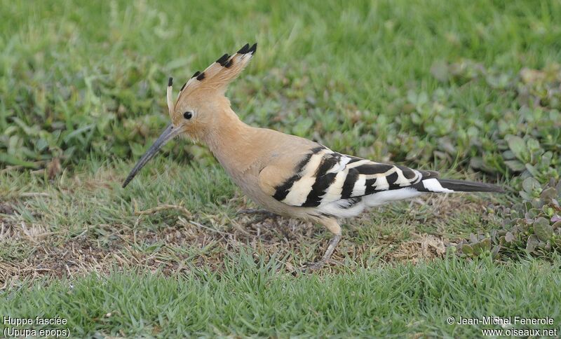 Eurasian Hoopoe