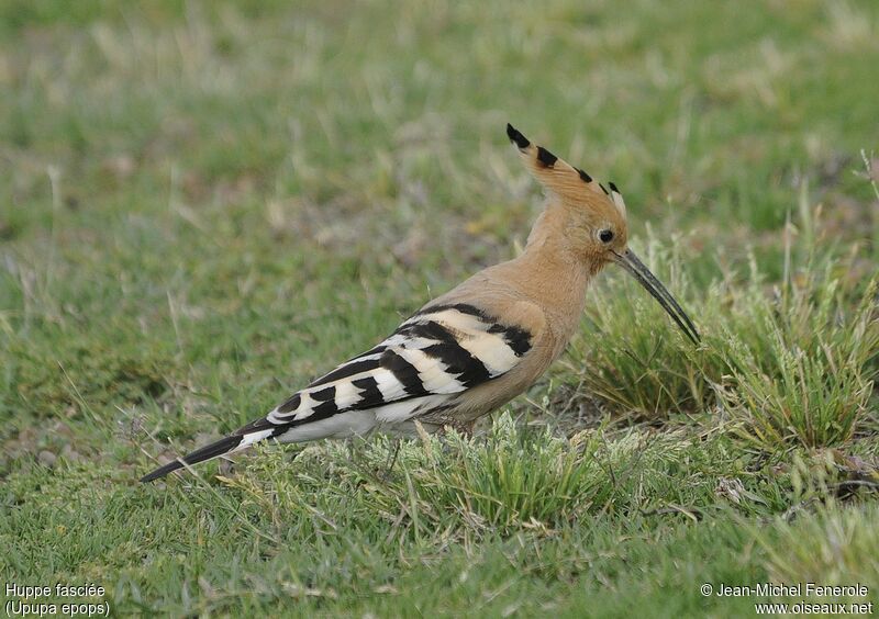 Eurasian Hoopoe