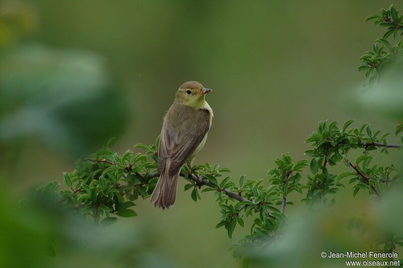 Melodious Warbler