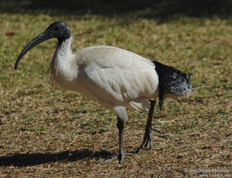 Ibis à cou noir