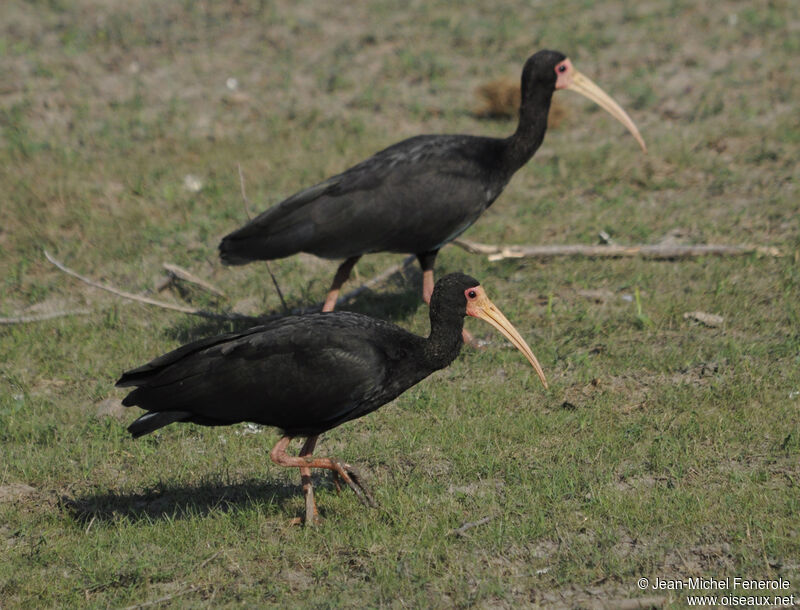 Bare-faced Ibis