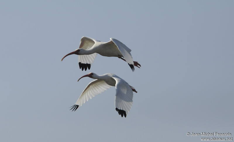 Ibis blancadulte