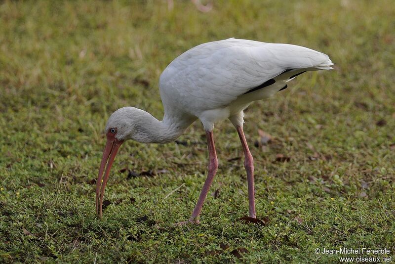 American White Ibis