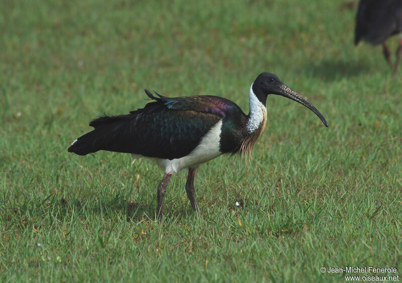 Straw-necked Ibis