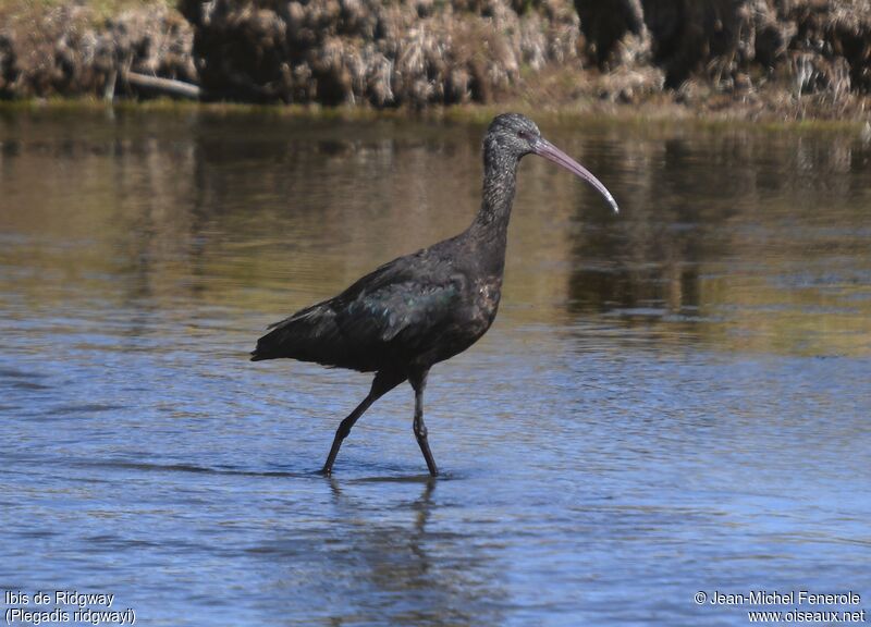 Ibis de Ridgway