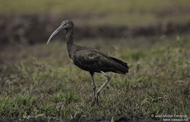 Glossy Ibis