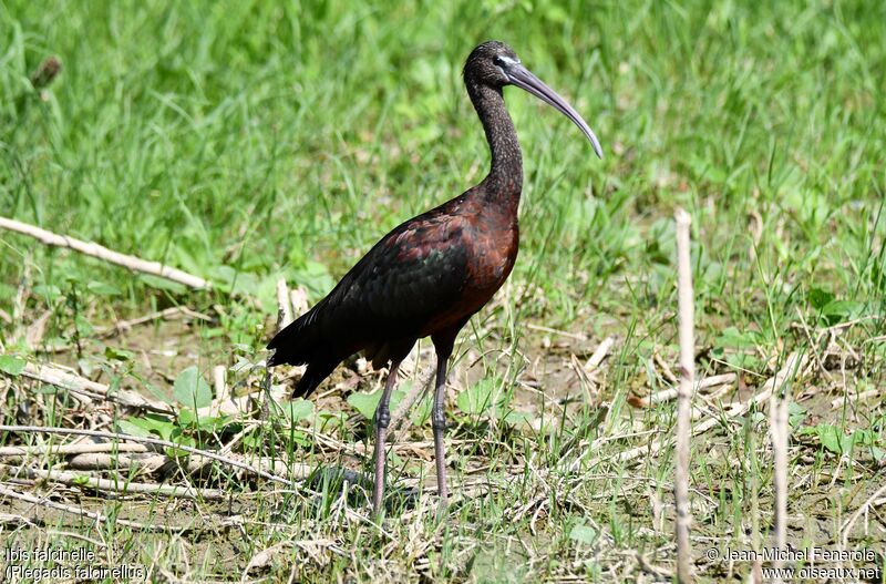 Ibis falcinelle