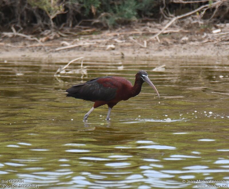 Glossy Ibis