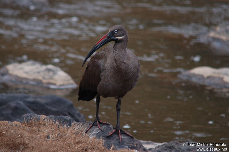 Hadada Ibis