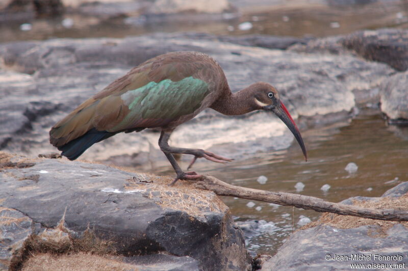 Hadada Ibis