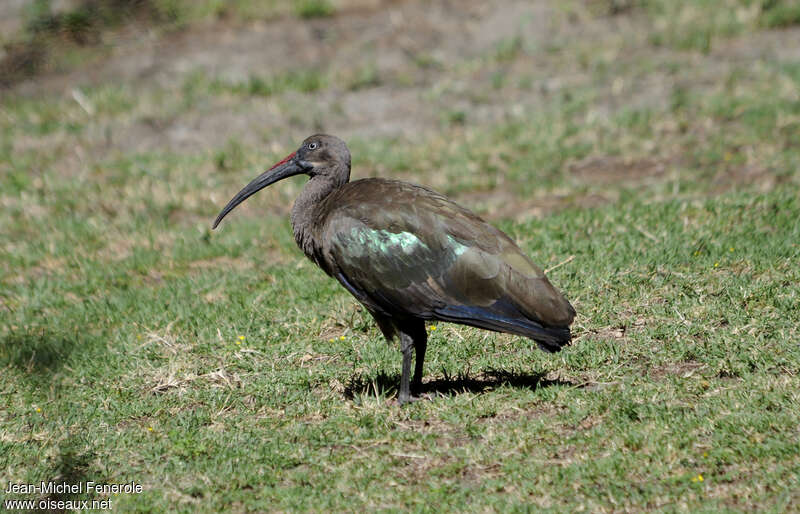 Ibis hagedashadulte, identification