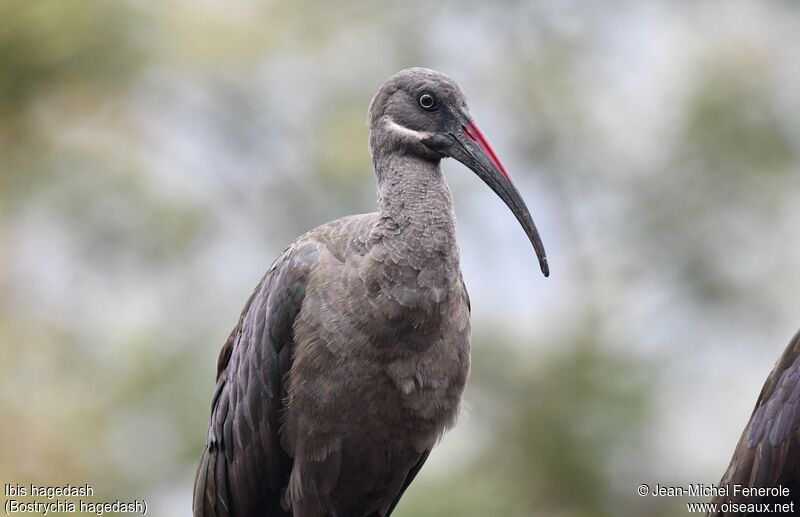 Ibis hagedash